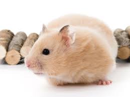 Cách nuôi chuột Hamster cho người mới bắt đầu - Shopee Blog