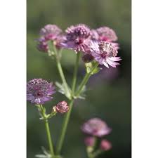 Image result for Astrantia major `Roma`