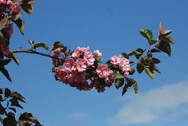 Brandywine flowering crab is a deciduous tree with an upright spreading habit of growth. Malus Brandywine Landscape Plants Oregon State University