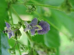 Image result for Vitex thyrsiflora