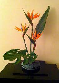 Pin On Bird Of Paradise Strelitzia