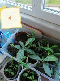 kestane cimlendirme kestane nasil cimlendirme kestane bi tki