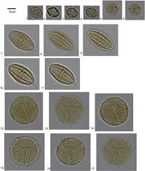 Image result for Gerrardina