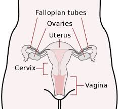 Diagram illustrating changes in the mammary glands. The Female Reproductive System Boundless Anatomy And Physiology