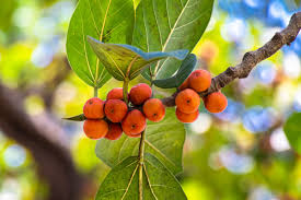 Maybe you would like to learn more about one of these? Banyan Fruit Is Very Useful Controls From Heart Disease To Diabetes Health Benefits Of Banyan Fruit Or Indian Figs News18 Atz News