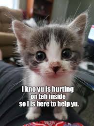 Kittie Has The 6th Sense Cute Baby Animals Funny Cat Memes Funny Animals