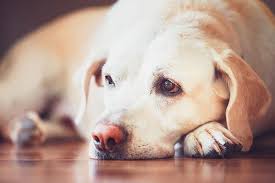 We did not find results for: Euthanasia What To Expect My Pet S Mobile Vet