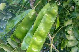 Image result for Syzygium owariense