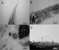 Image result for Criscianthus