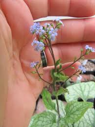 Image result for Boraginaceae