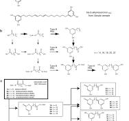 Enzymatic synthesis of bis-5-alkylresorcinols by resorcinol ...