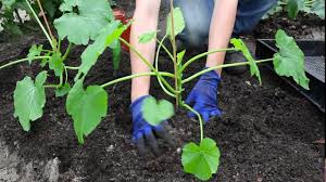 Giromontiina) sind eine unterart des gartenkürbis (cucurbita pepo) aus dem sie ursprünglich gezüchtet wurden. Zucchini Einpflanzen Ins Gemusebeet Youtube