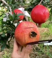 The only correct way to eat a pomegranate takes about 30 minutes and results in it . Life Changing Pomegranate Cutting Hack Is Blowing People S Minds Mirror Online