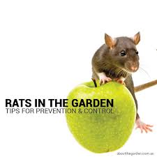 How to get rid of rats in the garden shed rats enjoy living in sheds. Preventing And Controlling Rats In The Garden About The Garden Magazine