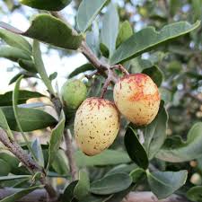 Image result for Elaeodendron