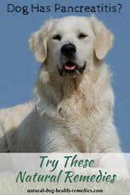 August 18, 2020 | by david jackson, allaboutdogfood.co.uk. Dog Pancreatitis Remedies Supplements And Diet