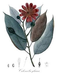 Image result for Caloncoba crepiniana