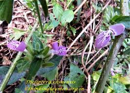 Image result for Dicliptera clinopodia