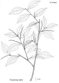 Image result for Acalypha brachystachya