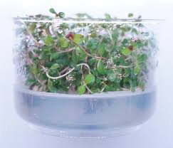 Image result for Ludwigia senegalensis