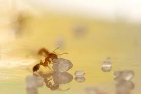 7 Deter Annoying Sugar Ants