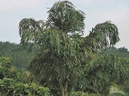 Image result for Caryota urens