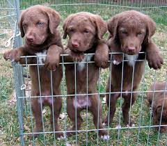 Chesapeake Bay Retriever Profiles And Pictures Dog Breeders Chesapeake Bay Retriever Puppy Chesapeake Bay Retriever Retriever Puppy