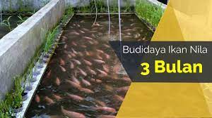 Budidaya Ikan Nila Di Kolam Beton Usia 3 Bulan Part 3 Youtube