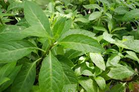 Sambung nyawa yang diberikan pada hewan uji konsentrasinya berbeda. Pembekal Pokok Sambung Nyawa Selangor Home Facebook