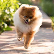 However, for a pomeranian puppy with top breed lines and a superior pedigree, you may need to pay between $3,500 and $6,000. 1 Pomeranian Puppies For Sale In San Diego Uptown