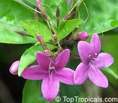 Download Pseuderanthemum Laxiflorum Shooting Star Star Flower Furple False Erantheum Dazzler Toptropicals Com