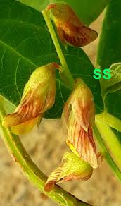 Image result for Rhynchosia mannii