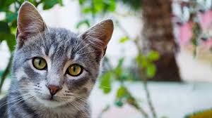 What if i don't know how old my cat is? How Old Is My Cat In Human Years Vets4pets