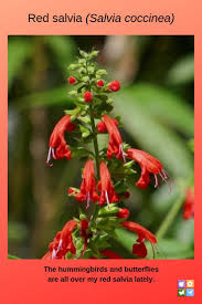 Native Plants That Attract Wildlife Salvia Native Plants Florida Native Plants