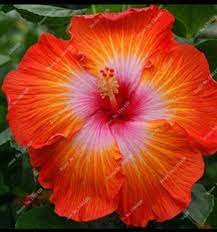 You Buy 20 Seeds Of Hibiscus Orange Pink Gorgeous Flower That Make Any Garden Look So Good Hibiscus Plant Flowers Perennials Hibiscus Flowers