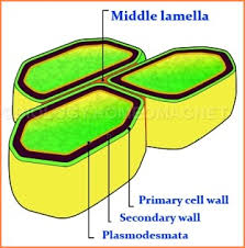 We did not find results for: Cell Wall Biology For Everybody