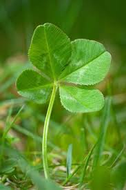4 Leaf Clover Auction Clover Leaf Four Leaf Clover Leaves