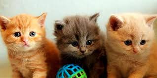Or that each cat year is. How To Tell Kittens Age Or The Age Of A Cat The Best Clues