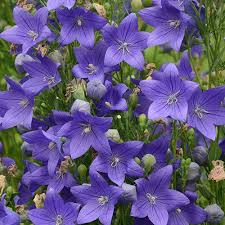 Best flowers for pots in michigan. Fuji Blue Balloon Flower Shop Perennials Michigan Bulb Balloon Flowers Bulb Flowers Perennials