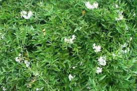 Image result for Solanum laxum