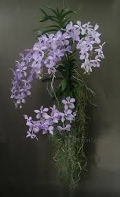 Vanda Coerulea India Myanmar And Thailand Beautiful Orchids Orchid Flower Orchid Arrangements