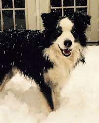 We did not find results for: Kai Black And White The Australian Shepherd With Its Mouth Open Standing In The Snow With Snow Australian Shepherd Dogs Shepherd Dog Breeds Australian Shepherd