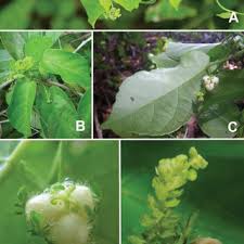 Image result for Paranecepsia alchorneifolia