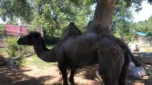 Red blood cells have no nuleci. Denver Zoo Take 2 Yesterday Was Worldcamelday So We