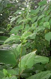 Image result for Adenostemma