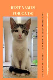Best Cat Names What Should I Name My Cat Cat Names Cats Cool Cats