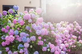 Click over to this post to see if i had success in turning my hydrangeas pink. Hydrangea Your Guide For Growing And Caring For Hydrangeas Shrubs