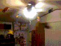 Upload video (mp4 is best) ← use another video. Ceiling Fan Gifs Get The Best Gif On Gifer