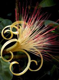 It is compared to rotting meat or a decaying corpse. Ehrfurchtige Ungewohnliche Blumen Blumen Malen Strange Flowers Unusual Flowers Beautiful Flowers