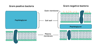 In such a plant cell, the cell wall is thin and made up of a homogeneous substance called cellulose. Prokaryote Structure Article Khan Academy